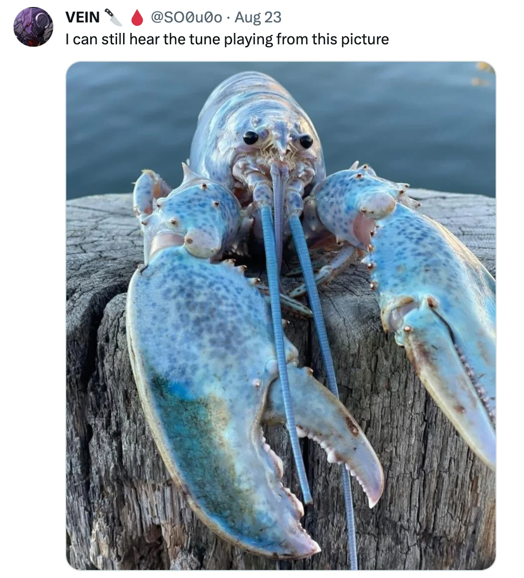 Twitter screenshot captioned 'I can still hear the tune playing from this picture' above the blue lobster photo.