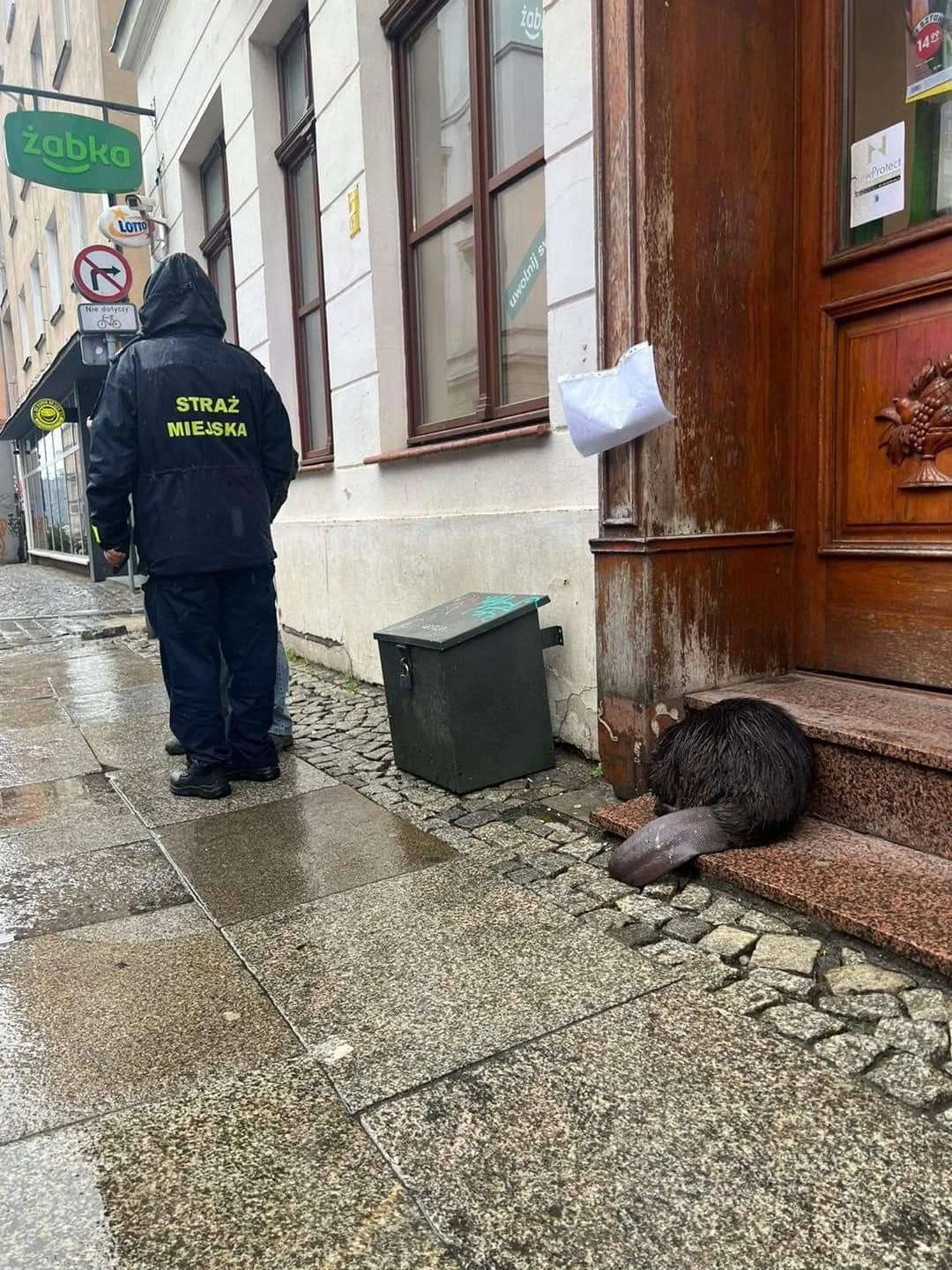 Bober — Polish municipal guard officer standing near a beaver resting on steps of a city doorway