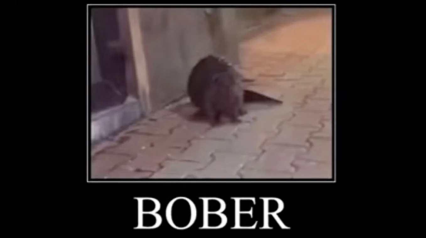 Demotivational poster of a beaver walking on bricks with the caption BOBER in white letters