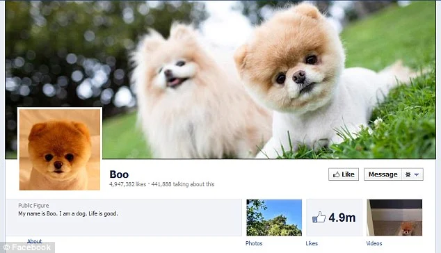 Boo The Worlds Cutest Dog