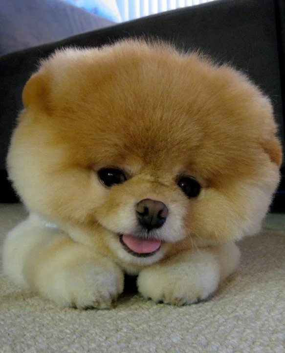 Boo The Worlds Cutest Dog — Fluffy tan Pomeranian dog Boo lying on carpet with tongue out