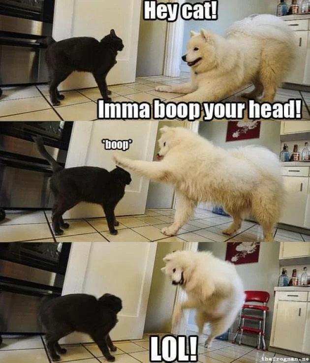 A three-panel meme featuring a black cat and cream-colored dog engaging in playful booping, with text 'Imma boop your head,' the action, and the dog's