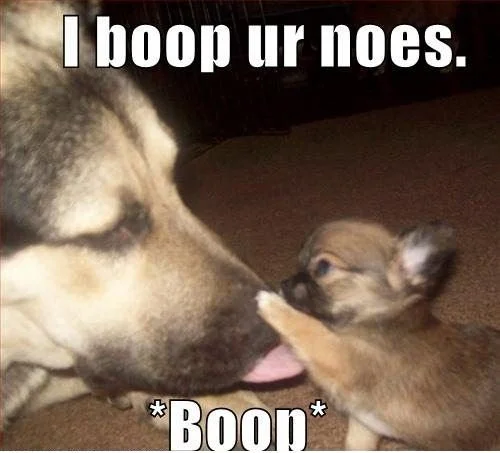 Two ferrets demonstrating boop meme action with one gently touching the other's nose, with text overlays 'I boop ur noes' and '*BOOP*'