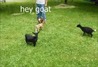 An outdoor image of goats on grass with text reading 'hey goat,' suggesting a playful boop meme reference.