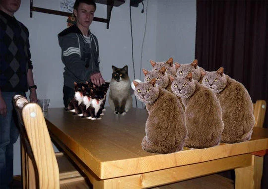 Boozecats — A photoshopped image showing multiple tabby and calico cats arranged on a wooden table with people in the background, strategically positioned