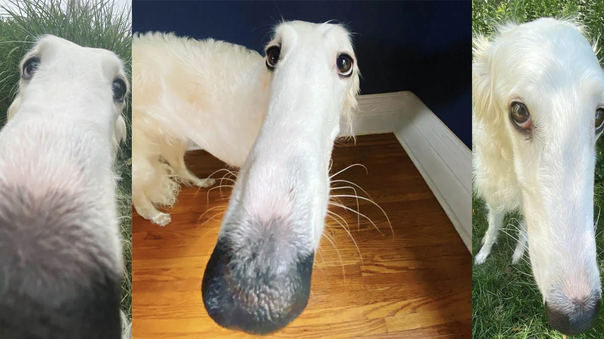 Borzoi Long Nose Dog — Three-panel collage of a white Borzoi with an extremely long nose photographed at close range