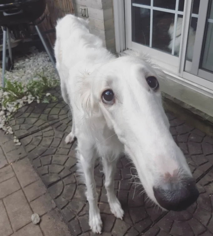 Borzoi Long Nose Dog — White Borzoi dog with long nose standing on brick patio outside a house