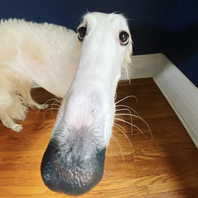 Borzoi Long Nose Dog — Extreme close-up of a white Borzoi's long snout indoors on a wooden floor