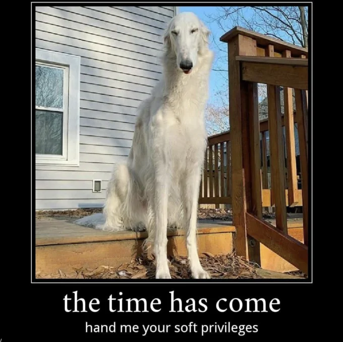 Borzoi Long Nose Dog — White Borzoi sitting on a porch with meme text about soft privileges