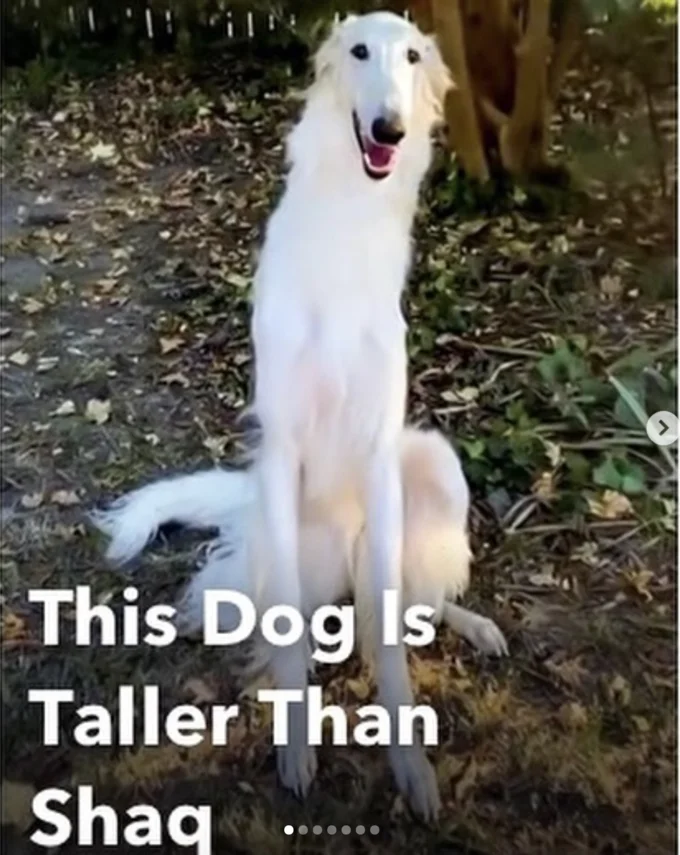 Borzoi Long Nose Dog — White Borzoi sitting outdoors with a caption claiming it is taller than Shaq