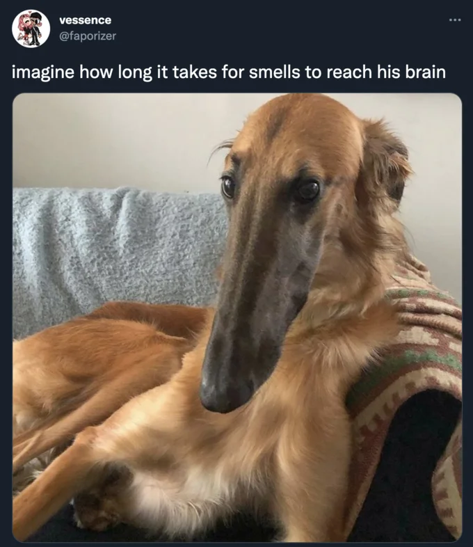 Borzoi Long Nose Dog — Tweet screenshot of a tan Borzoi with joke about long nose and smell delay