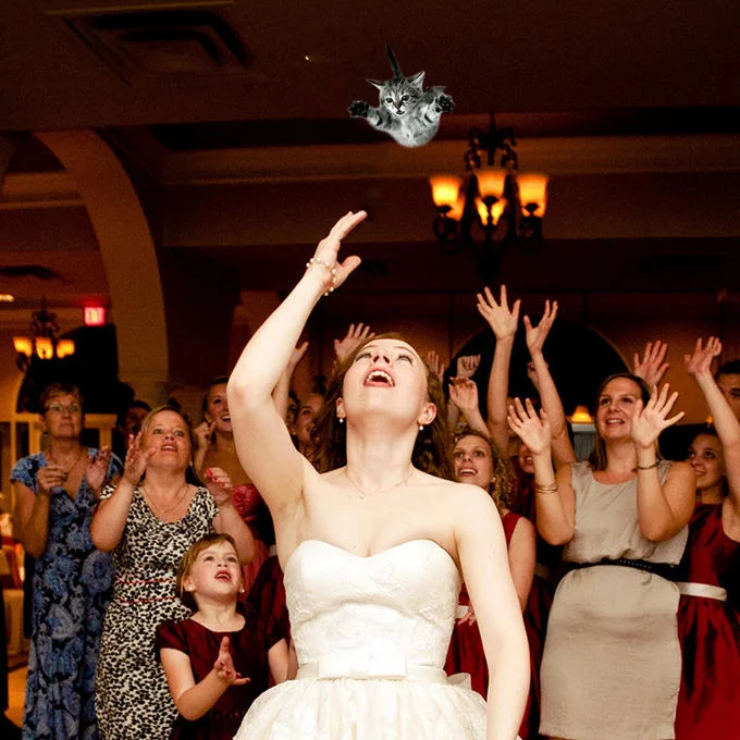 Brides Throwing Cats — Bride throws gray kitten upward at wedding reception