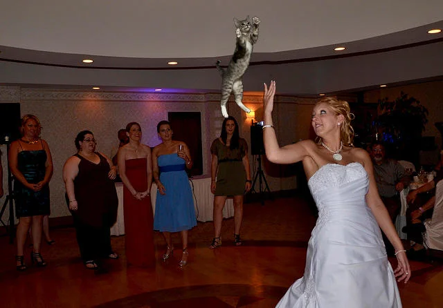 Brides Throwing Cats — Bride throws gray tabby cat into the air at reception