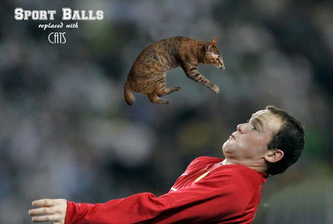Brides Throwing Cats — Soccer player heading a cat with Sport Balls Replaced With Cats caption