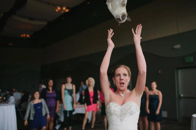 Brides Throwing Cats — Surprised bride catches a Siamese cat falling from above