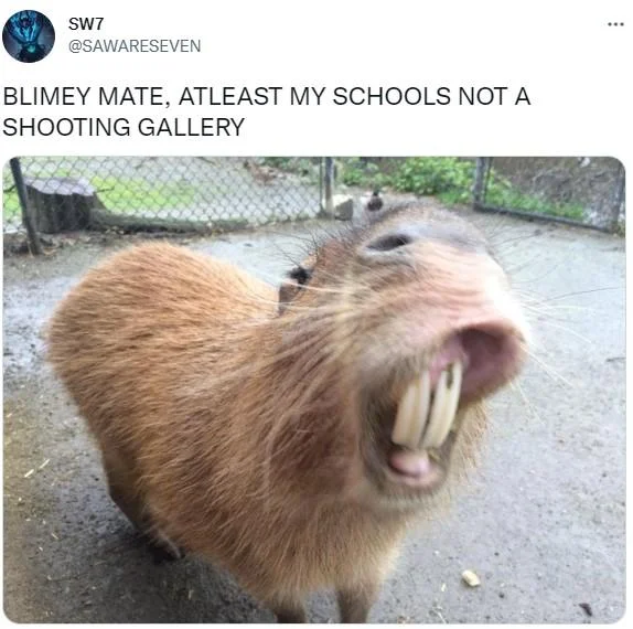 British People Well At Least Our Schools Are Not A Shooting Range — Tweet with screaming capybara photo captioned 'Blimey mate, atleast my schools not a