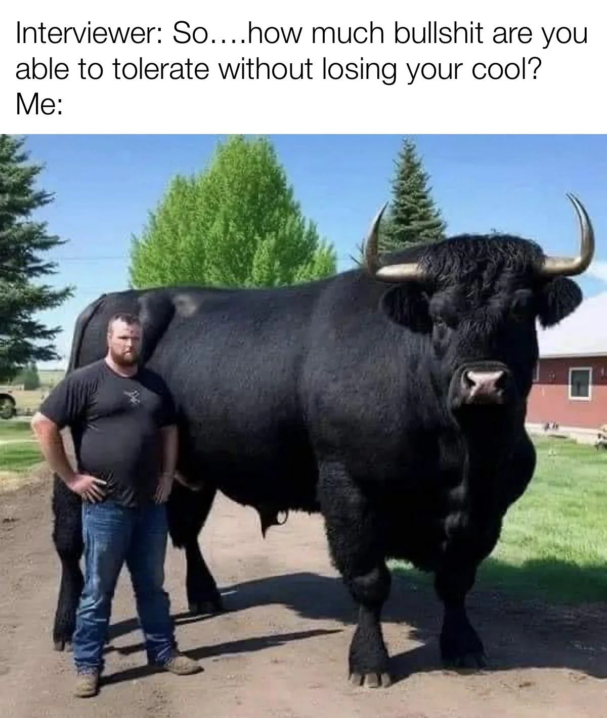 Colossal black bull standing beside man in rural farm setting with text 'Interviewer: So....how much bullshit are you able to tolerate without losing your