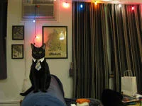 Business Cat template with corporate authority joke.