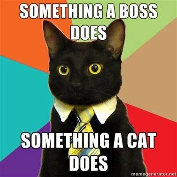 Business Cat — Original photograph of black cat at office desk with white tie.