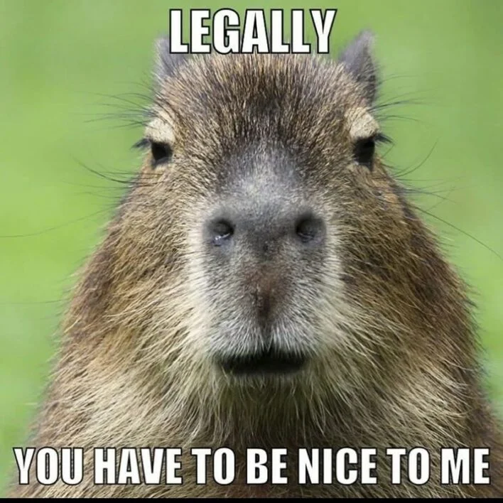 A capybara gazing calmly at the camera against a bright green background with humorous text overlay.