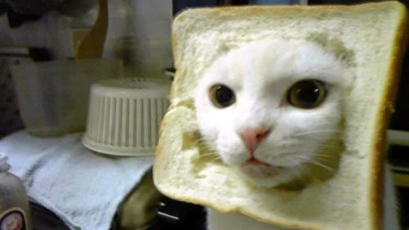 Cat Breading — White cat with face sticking through a slice of white bread