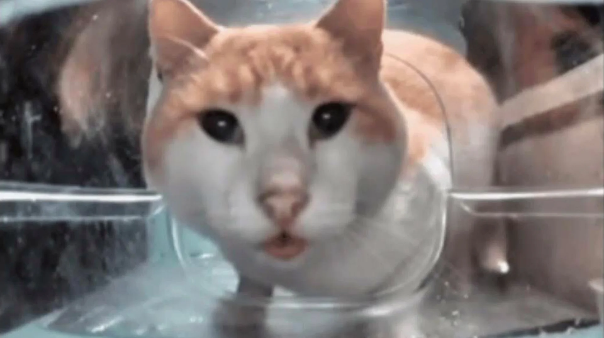 Cat Eating Then Looking Up — Orange and white cat in a plastic feeder looking up wide-eyed