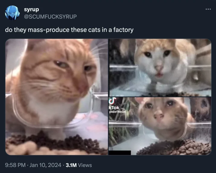 Cat Feeder Camera Cats — Tweet screenshot asking if cats are mass-produced, with four near-identical orange cats at the feeder