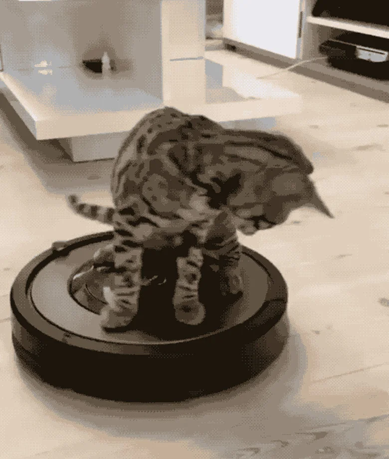 Cat on Roomba — A spotted tabby or Bengal cat stands on a black Roomba robotic vacuum caught mid-motion on light wooden floor.