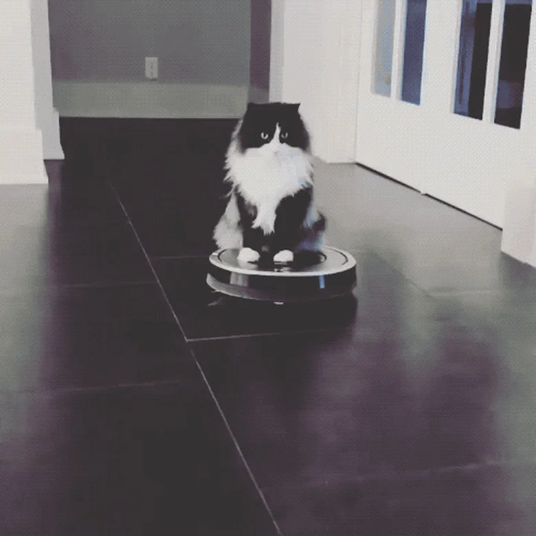 Cat on Roomba — A black cat rides atop a Roomba robotic vacuum on hardwood floors with another black cat in background hallway.