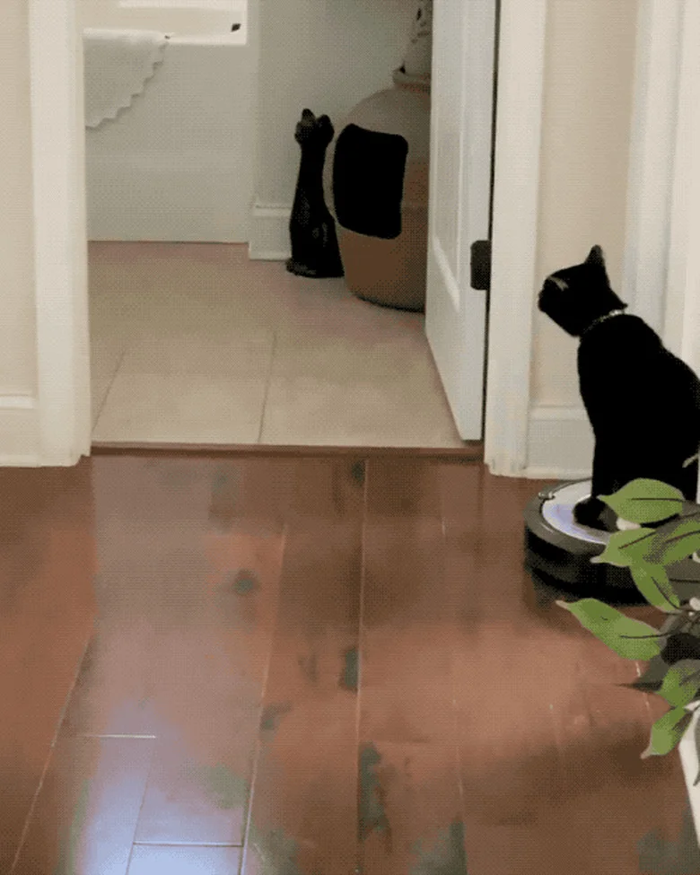 Cat on Roomba — A black cat sits upright on a moving Roomba robotic vacuum on warm hardwood floors with another cat visible in background.