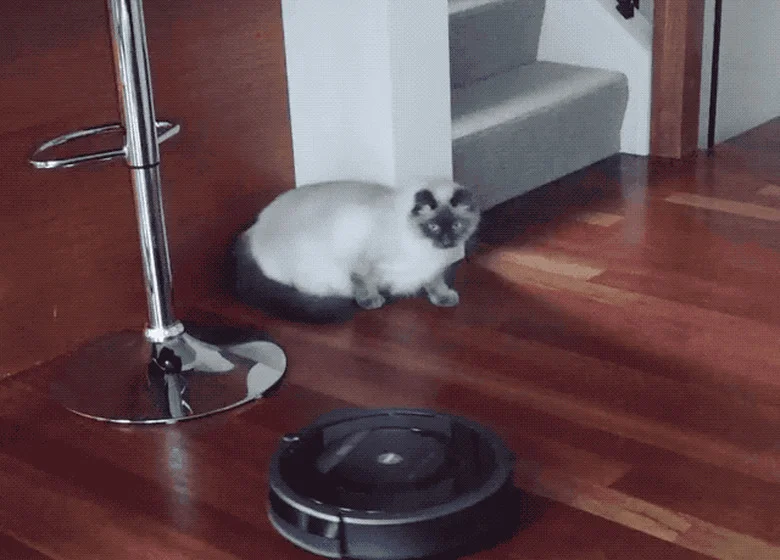 Cat on Roomba — A white Siamese-type cat lounges on a dark circular object on hardwood floors near a bar stool with Roomba nearby.