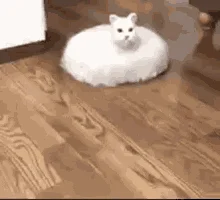 Cat on Roomba