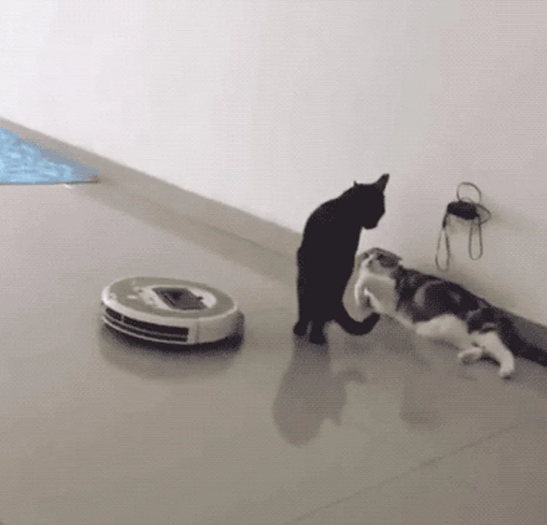 Cat on Roomba — Two cats wrestling or playing on light tile floor with an idle white Roomba visible in the background.
