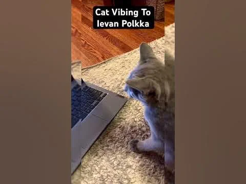 A cat nodding rhythmically on a carpeted floor with text reading Cat Vibing To Ievan Polkka.