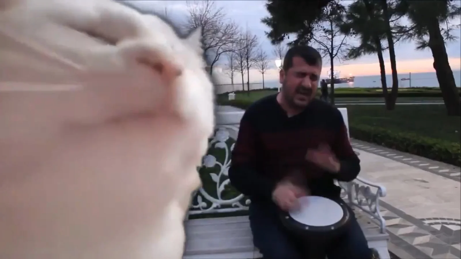 Cat Vibing to Ievan Polkka — The original frame from the viral video showing a white cat nodding its head in rhythm with a street musician.