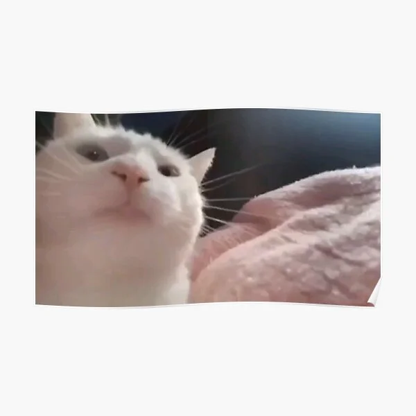 Catjam — A white cat with an expressively surprised or amazed expression gazing upward against a neutral background.