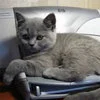 Cats Vs Printers — A grey British Shorthair-type cat sits calmly on top of a printer or electronic device in a home environment.