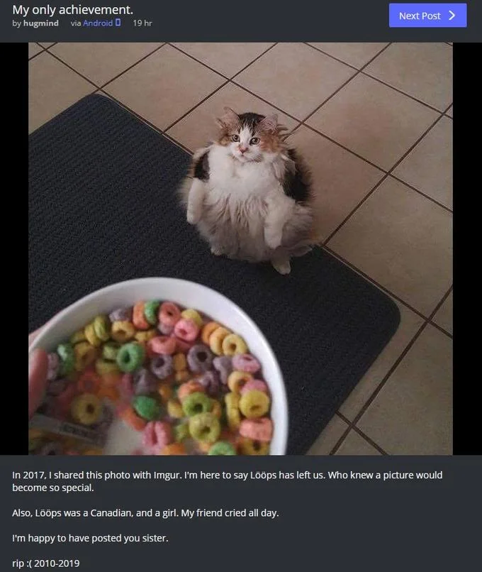Cats Wanting Fruit Loops — An Imgur post screenshot about the original Fruit Loops cat named Lööps who passed away 2010-2019.