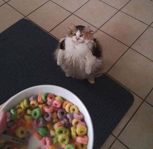 Cats Wanting Fruit Loops — A fluffy calico cat stands on hind legs staring up with pleading eyes at a bowl of Fruit Loops cereal.
