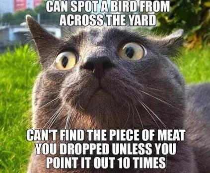 Caturday — A wide-eyed gray cat against green background with text about spotting birds but not finding dropped meat.