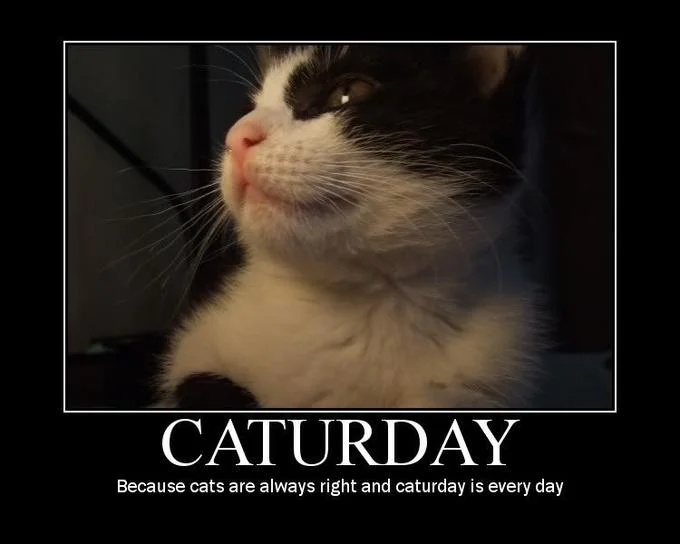 A black and white kitten gazing upward in demotivational poster format with Caturday text.