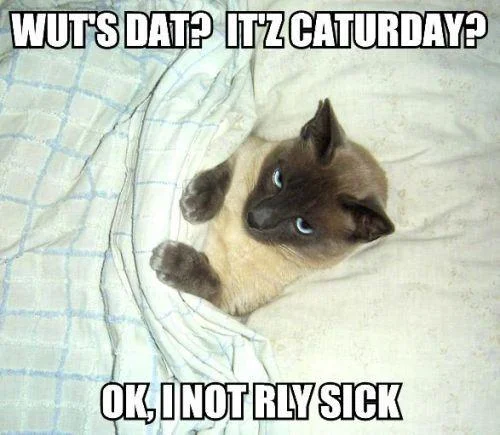 A Siamese cat in bedsheets with LOLcat text about pretending to be sick until Caturday.