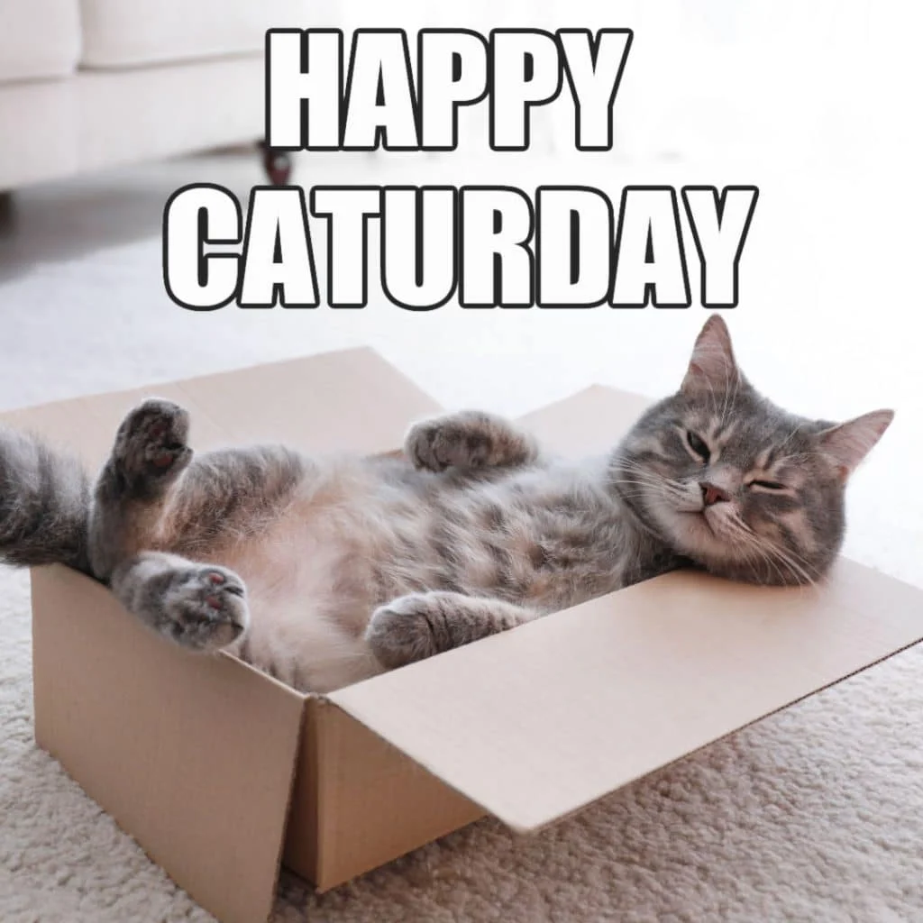 A gray tabby cat lying on its back in a cardboard box with text reading HAPPY CATURDAY.