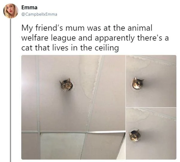 Ceiling Cat — Twitter post about actual ceiling-dwelling cats at animal welfare building with multiple peek-through photos.