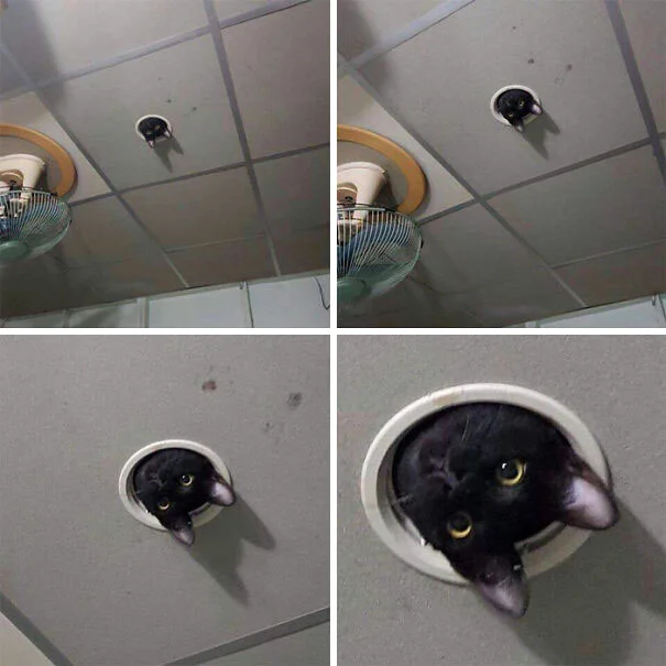 Ceiling Cat — Four photographs in collage showing a black cat peeking through a drop ceiling hole from progressively closer angles.