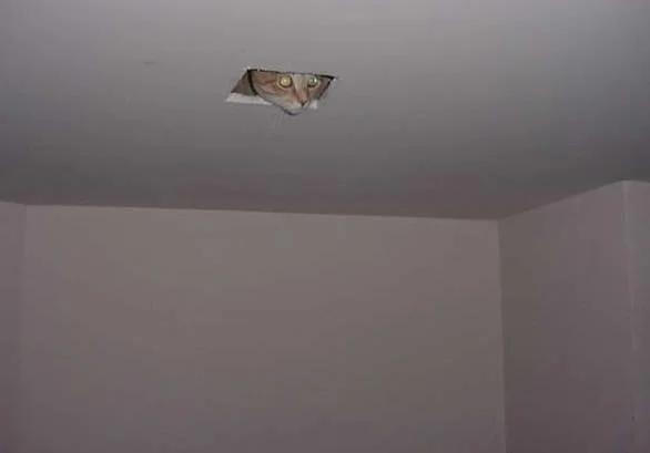Ceiling Cat — A real tabby cat peering down through a hole in a ceiling in an indoor room setting.