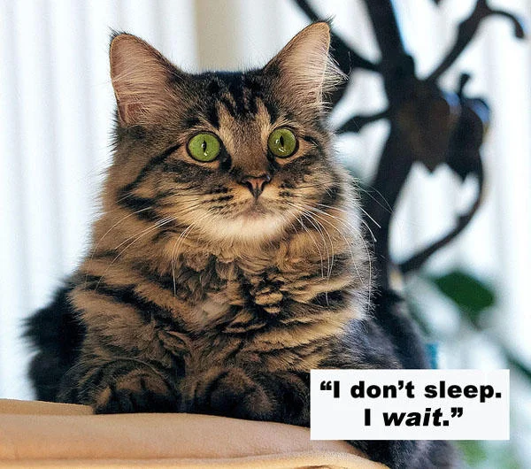 Green-eyed tabby cat captioned with Charlie Sheen's 'I don't sleep. I wait.' quote