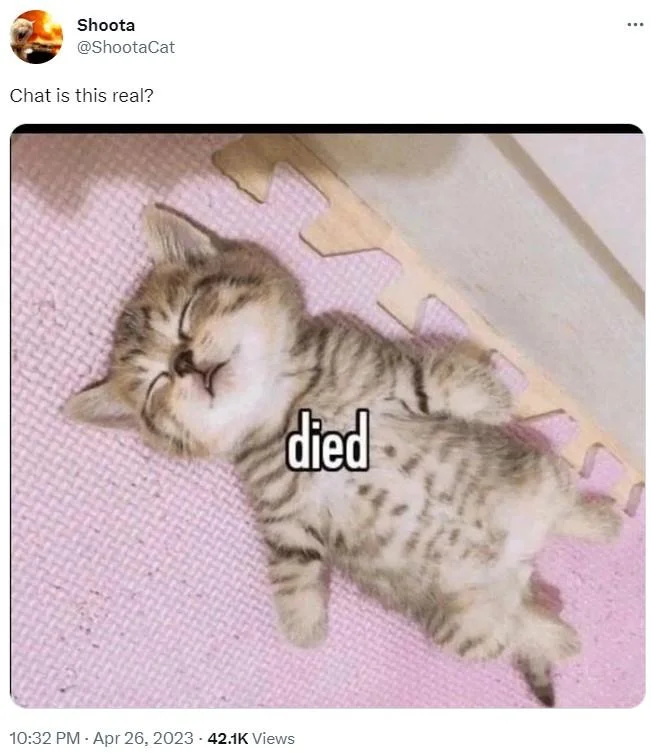 Twitter post from Shoota asking Chat is this real with peculiar cat image.