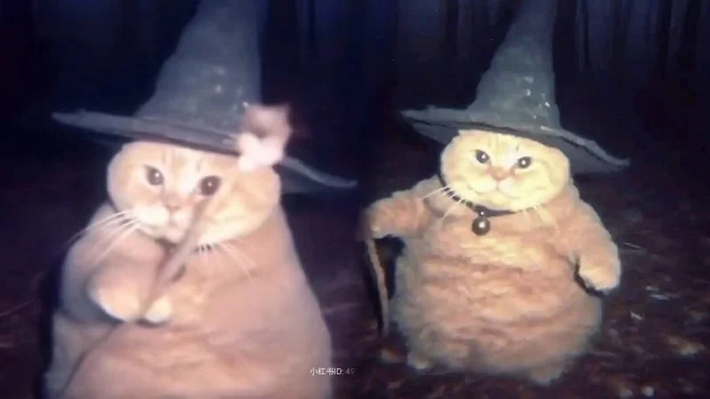 Cheeseball The Wizard Cat