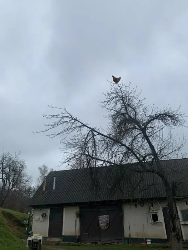 Chicken Screaming On Tree — A photo of a chicken sitting on the top of a tree. The image is usually paired with a screaming sound.
